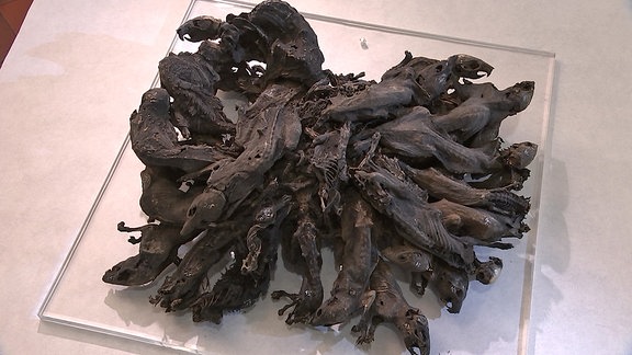 Ein Rattenkönig, ein mumifiziertes Hausratten-Nest, in einem Museum
