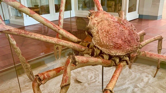 eine präparierte Riesenkrabbe in einem Museum