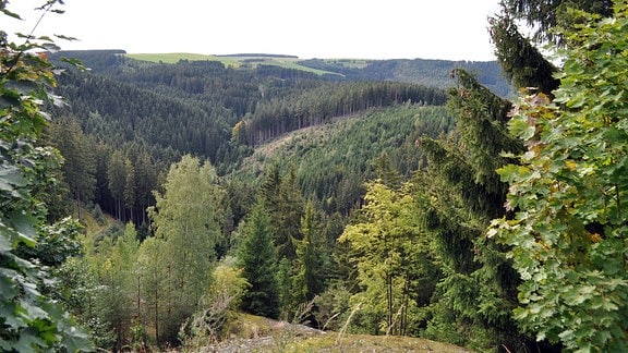 Waldgebiet bei Gräfenthal-Lichtenhain