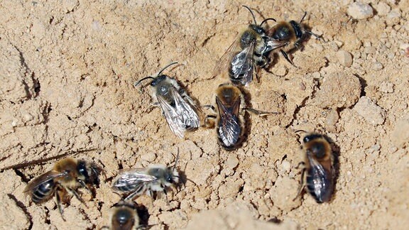 Sandbienen