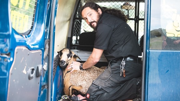 Mann hält Kamerunschaf in einem Transporter fest