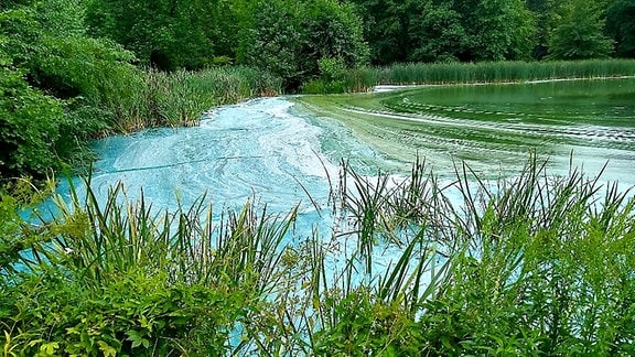 Der See im Greizer Schlosspark, mit blau eingefärbter Wasseroberfläche im Uferbereich