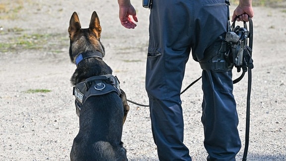 Ein Sprengstoffspürhund der Polizei ist während einer Übung