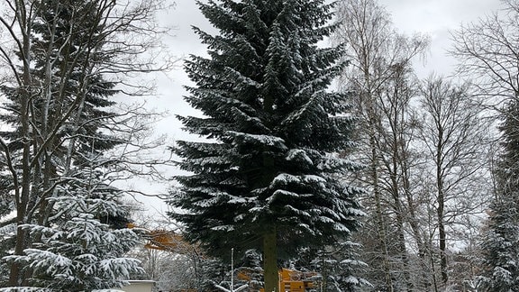 Im Kreis Greiz wird der 19 Meter hohe Weihnachtsbaum für das Brandenburger Tor in Berlin gefällt und abtransportiert.
