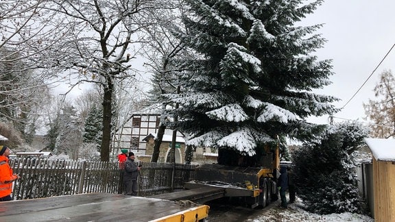 Im Kreis Greiz wird der 19 Meter hohe Weihnachtsbaum für das Brandenburger Tor in Berlin gefällt und abtransportiert.