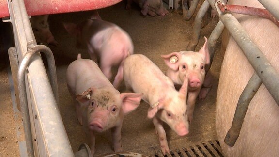 Mehrere Ferkel in einem Schweinemastbetrieb neben ihrem Muttertier.