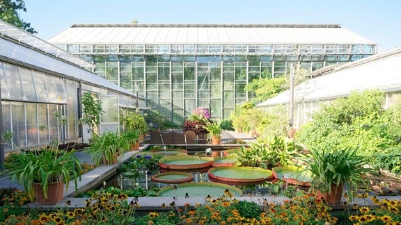 Gewächshäuser im Botanischen Garten Jena mit einem üppig begrünten Wasserbecken in ihrer Mitte