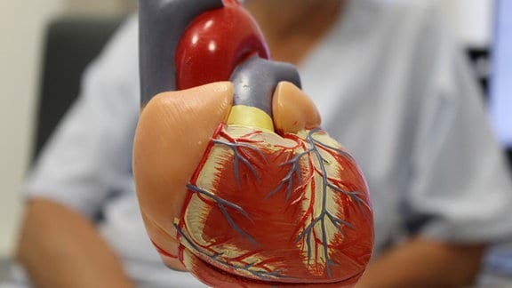 ein Modell des Herzens