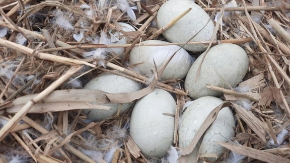 Eier liegen in einem Nest.