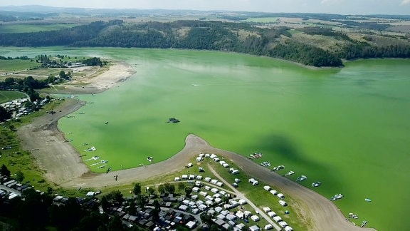 Der Bleilochstausee bei Saalburg ist wegen Blaualten grün.