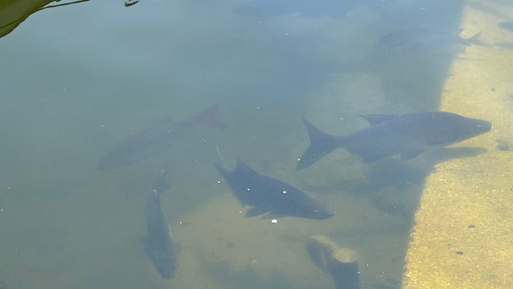 Silber- und Marmorkarpfen in einem See