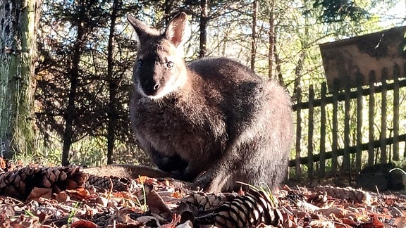 Ein Känguru sitzt in einem Gehege.