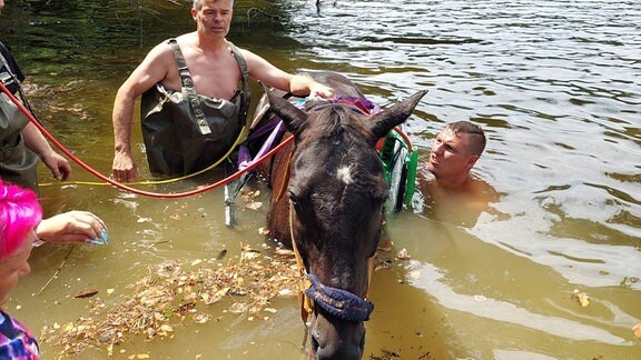 Ein Pferd im Wasser, Männer legen Gurte an