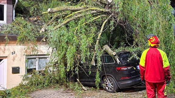 Umgestürzter Baum, auf einem Hausdache und einem Auto liegend