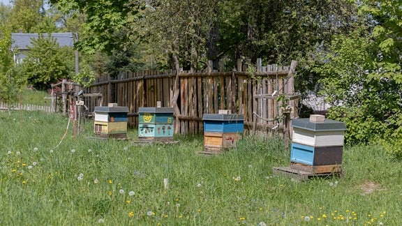 Vier bunt bemalte Bienenkästen stehen auf einer blühenden Wiese. 