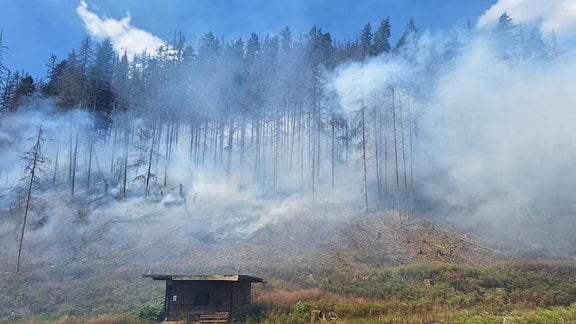 Ein verkohlter Wald nach einem Brand