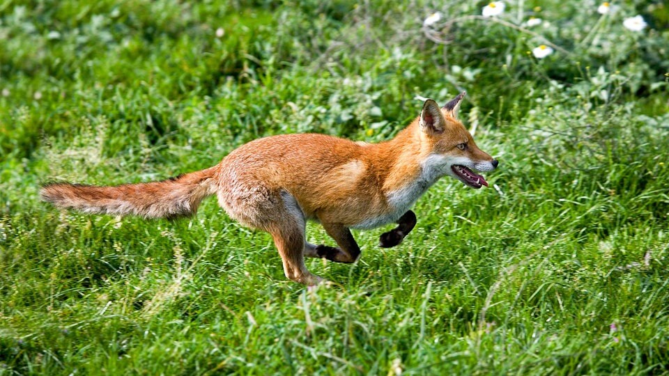 Fuchs vertreiben? Thüringer lässt MDRRadio laufen MDR.DE