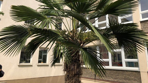 Eine Palme steht in einem Innenhof.