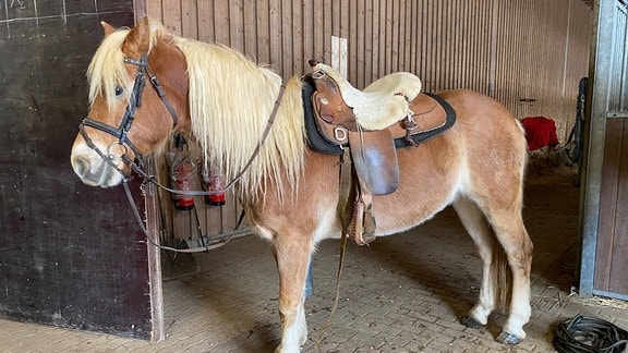 Ein Pferd mit Sattel in einem Stall