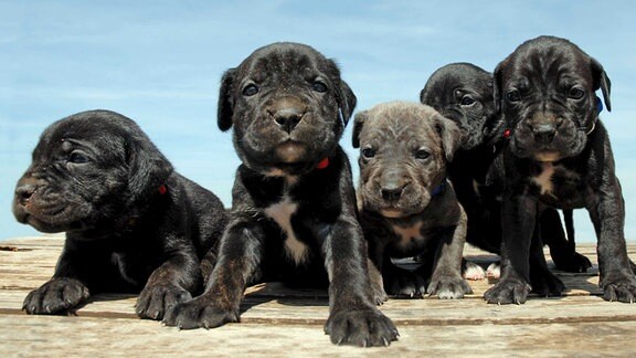 Mehrere kleine schwarze Hunde.