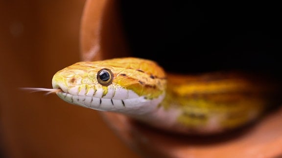 Eine Kornnatter ist in ihrem Terrarium im Hamburger Tierheim unterwegs.