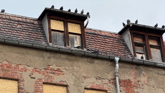 Tauben sitzen auf dem Dach des abrissreifen Hauses