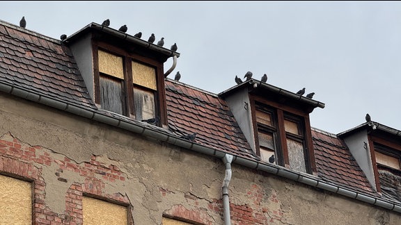 Tauben sitzen auf einem Dach in Saalfeld