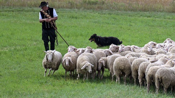 Ein Schäfer steht mit einer Herde Schafe auf einer Wiese.