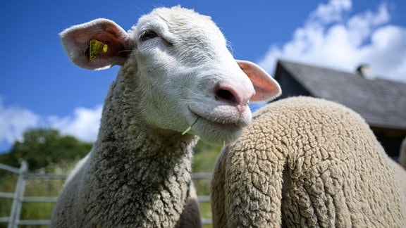 Zwei Merinolangwollschaf stehen zusammen in einem Gatter. 