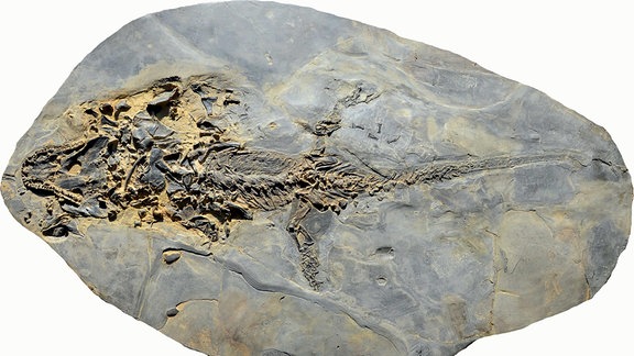 Ein Dinosaurierskelett in einem Stein