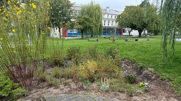 In einer Mulde in einem Park stehen mehrere Pflanzen.