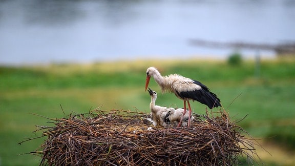 Ein Weißstorch füttert auf seinem Nest seinem Nachwuchs.