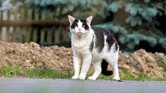 Streunende Katze auf einer Straße