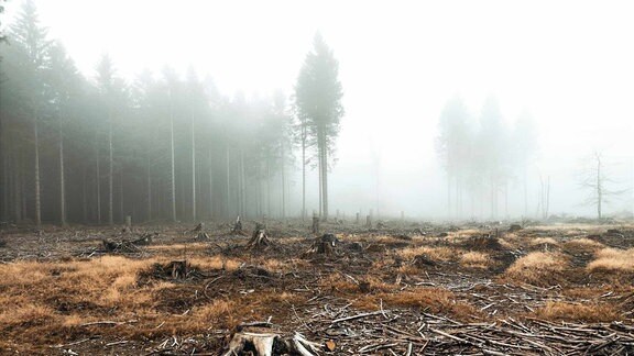 Thüringens Fichtenwälder sterben und verschwinden: Kahle Stümpfe und Totholz auch am Bahnhof Rennsteig