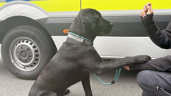Einen Hund spielt mit einem Polizisten. Der Labrador wurde in einer stundenlangen Aktion gerettet und seinem Besitzer zurückgegeben.