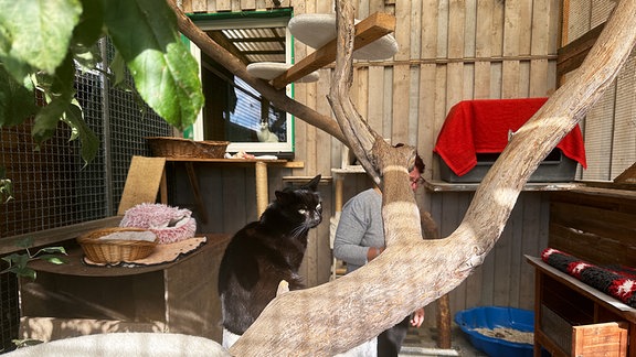 Katze im Tierheim Hildburghausen