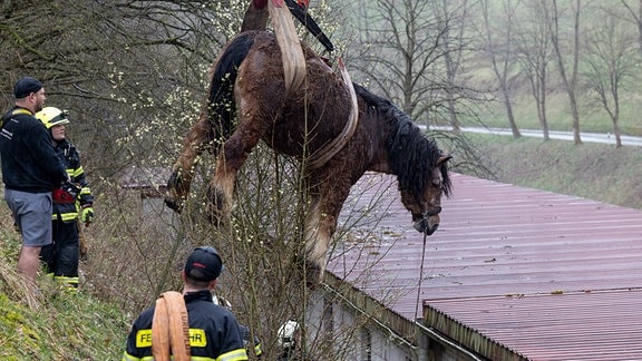 Ein Pferd hängt am Kranhaken