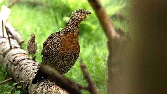 Ein Auerhuhn