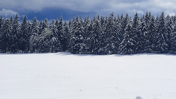 Dicker Schnee liegt auf den Bäumen und einer Wiese in Gehren. 