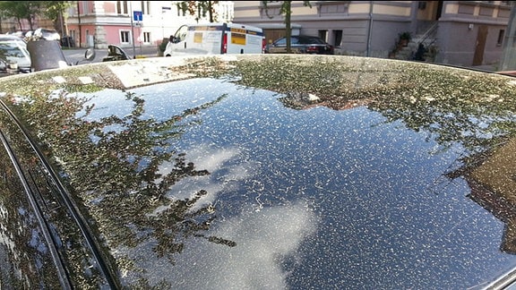 Gelber Pollenstaub verschmutzt das Dach eines schwarz lackierten Fahrzeugs in Floh-Seligenthal