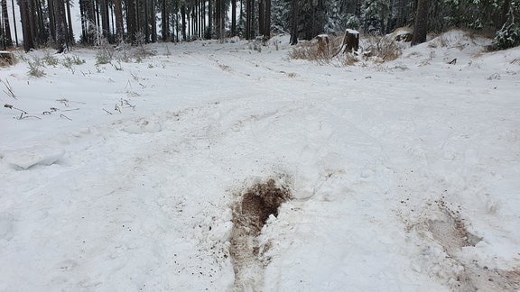 Spuren von Autoreifen auf Langlauf-Loipen im Wald bei Oberhof