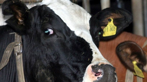 Eine von der Blauzungen-Krankheit betroffene Kuh steht 2006 in einem Stall.