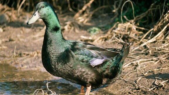 Eine schwarz-grüne Ente steht im Schlamm