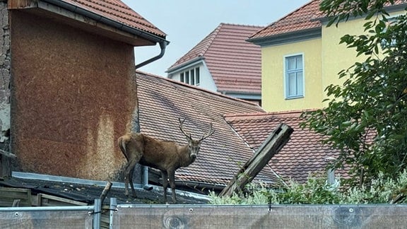 Ein Hirsch in der Innenstadt von Schmalkalden