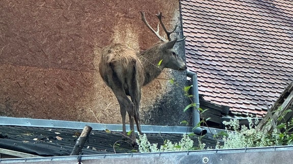 Ein Hirsch in der Innenstadt von Schmalkalden