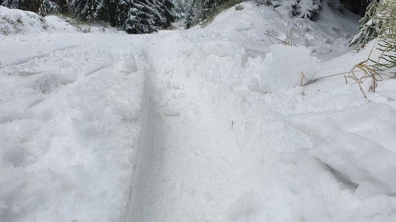 Spuren von Autoreifen auf Langlauf-Loipen im Wald bei Oberhof