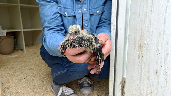 Ein Mann hält einen Bussard in der Hand 