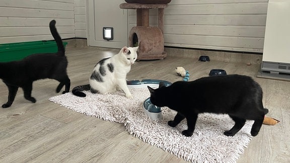 Katzen spielen in Zimmer miteinander
