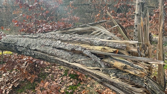 Gesplitterter Baumstamm im Stadtwald Meiningen
