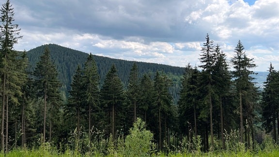 Wald an der Bergbaude Veilchenbrunnen